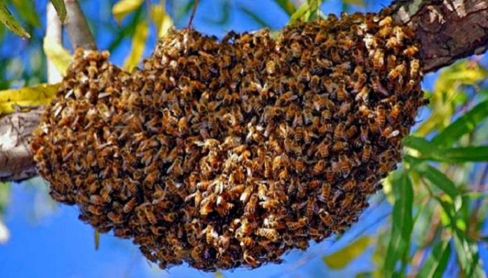 Dillon : un essaim d'abeilles sème la panique !