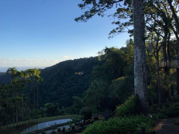 Disparition Jardin de Balata : la touriste retrouvée vivante