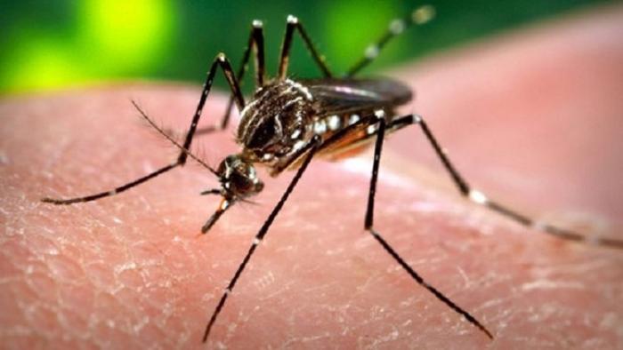 Dix interruptions volontaires de grossesse liées au Zika