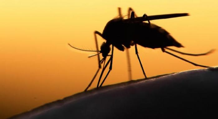 Début de circulation du virus de la dengue en Martinique