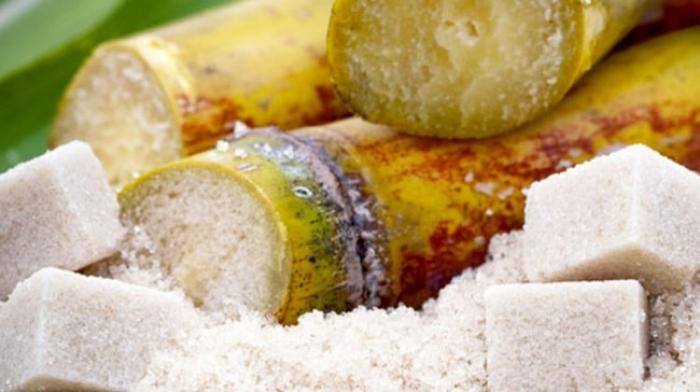 Début de la récolte de la canne à sucre pour l'usine du Galion