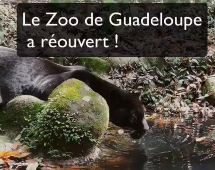 Découvrez comment le zoo de Guadeloupe a annoncé sa réouverture