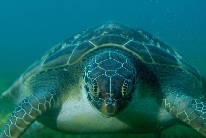 En quête des tortues de Malendure, disparues depuis les ouragans
