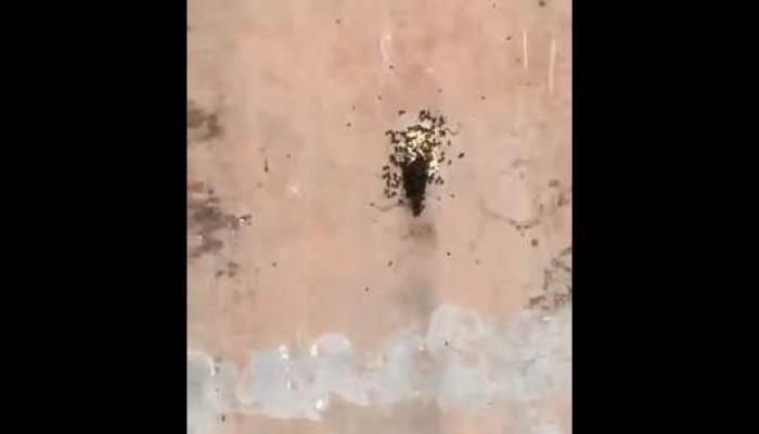 Essaim d'abeilles : une école au Saint-Esprit évacuée