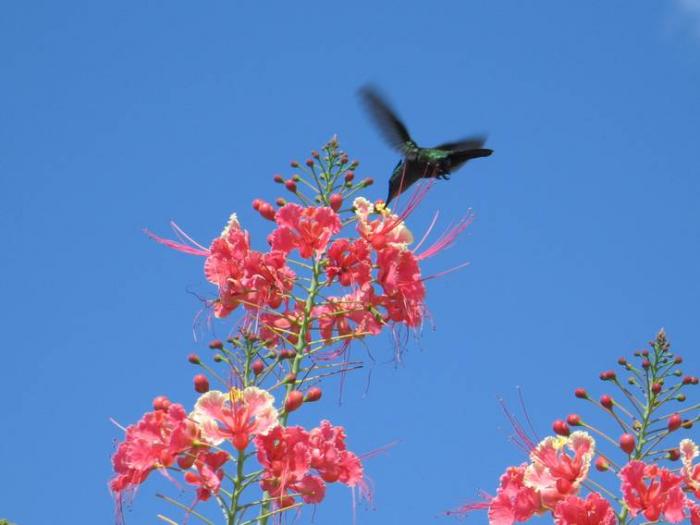 Et si la Martinique devenait une réserve de biosphère UNESCO ?