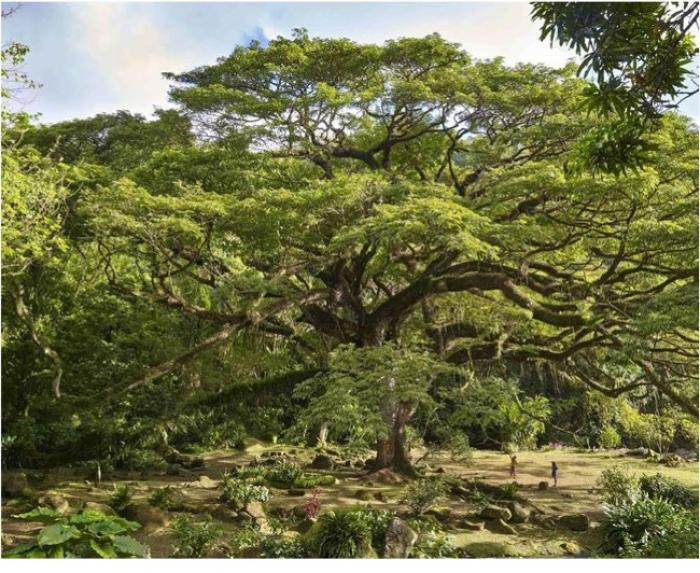 Et si le Zamana de Céron obtenait le titre de l'Arbre européen de l'année 2017 ?