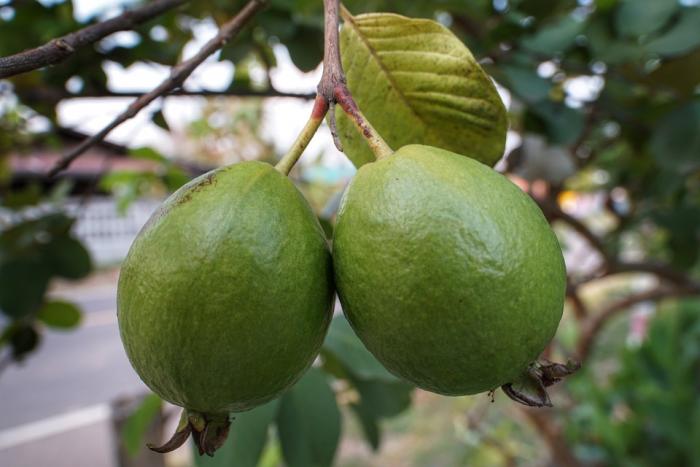 Et vous, comment prononcez-vous le mot "goyave" ?