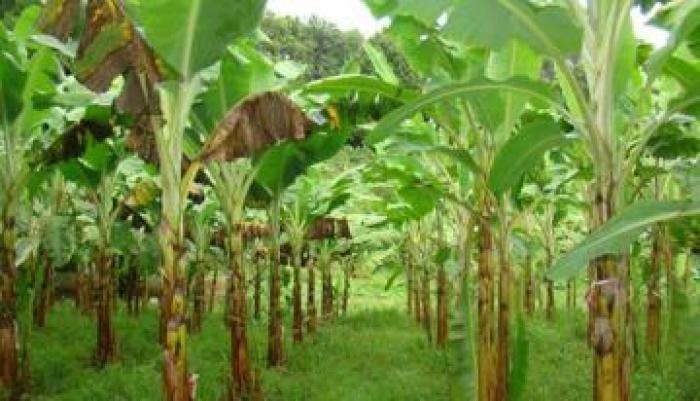 Fin de conflit dans deux plantations de bananes