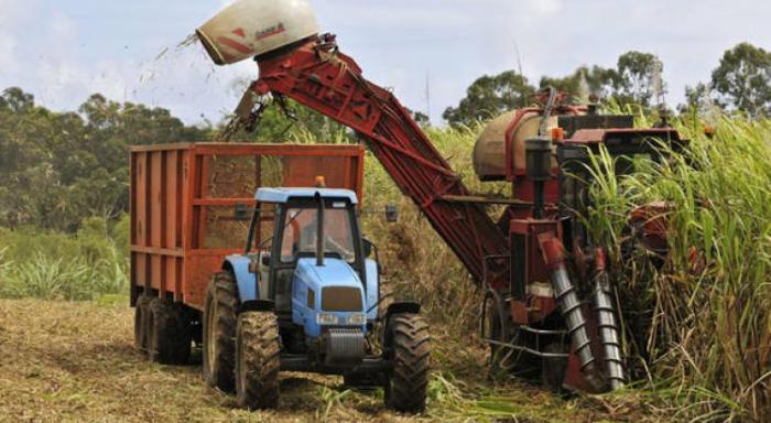 Glyphosate : les agriculteurs guadeloupéens cherchent des solutions alternatives