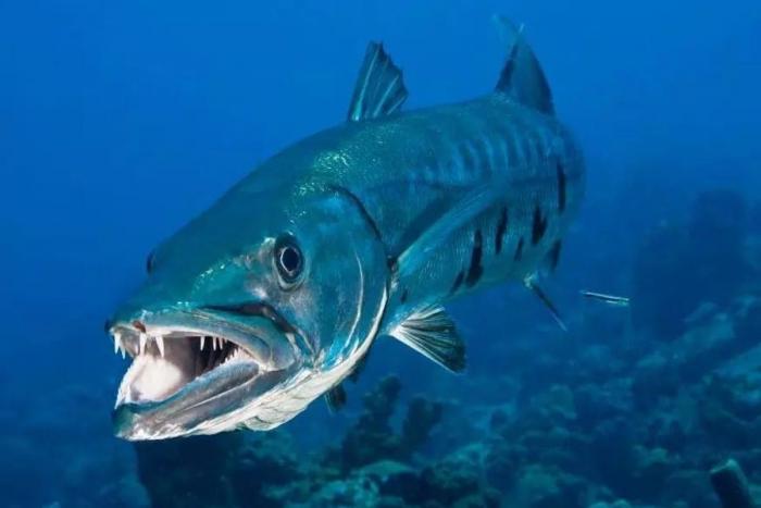 Grièvement blessée après l'attaque d'un barracuda