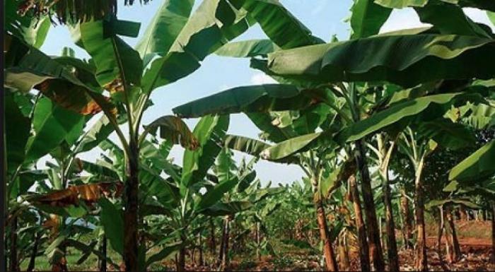 Grève des ouvriers agricoles sur les habitations bananières Bas Maryl et Bellevue Traso