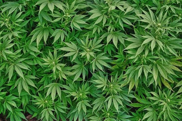 Grosses saisies de cannabis