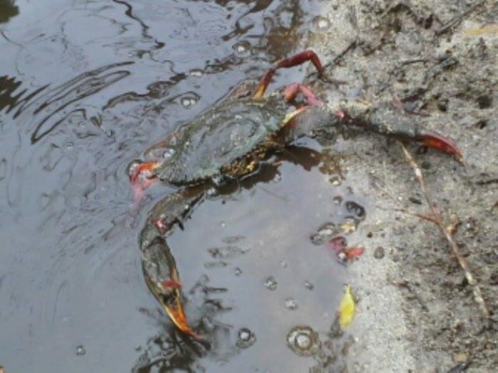 Guadeloupe : comment sont préservées nos ressources en crustacés ?