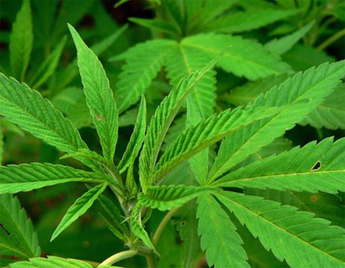 Il avait 73 pieds de cannabis chez lui