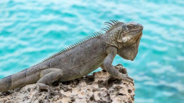 Il cuisine un iguane et provoque un important incendie