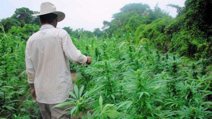 Il cultivait 205 pieds de cannabis à Petit-Bourg