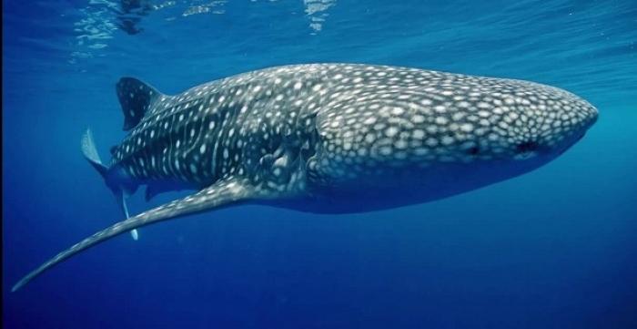 Ils ont "caressé" un requin baleine au large de la Désirade