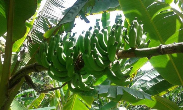 Inquiétude chez les ouvriers de la plantation Leyritz
