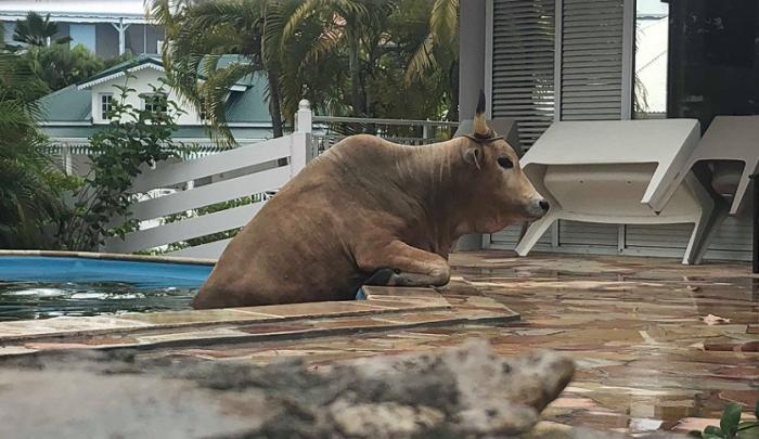 Insolite : un boeuf secouru dans une piscine par les pompiers
