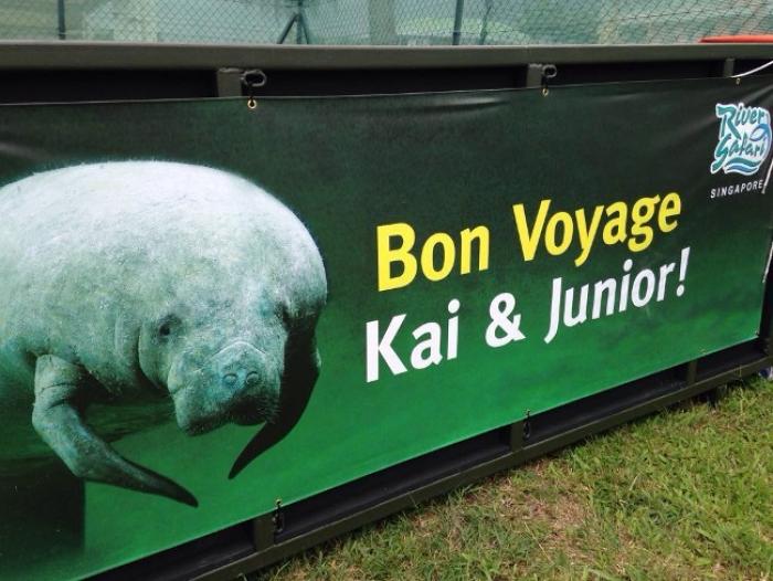 Junior, un des lamantins réintroduits en Guadeloupe est décédé