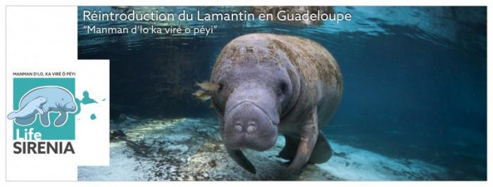 Kaï le dernier lamantin du parc national, au plus mal