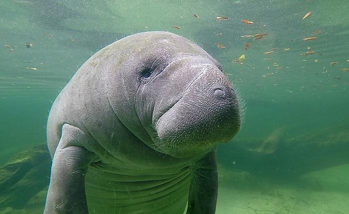 Kaï le lamantin s’envolera pour le zoo de Vincennes