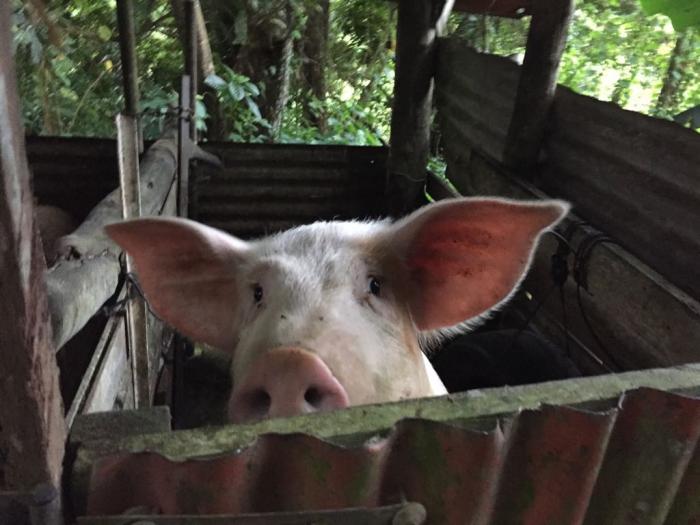 L'abattage de cochon à domicile, une tradition martiniquaise