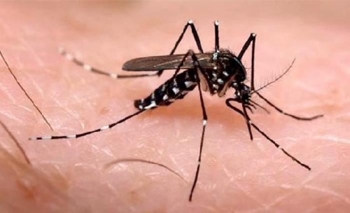 L'existence du virus mayaro chez un patient en Haïti