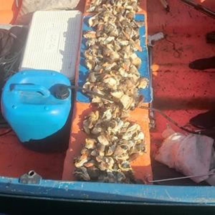 La brigade nautique saisit un sac de 157 lambis