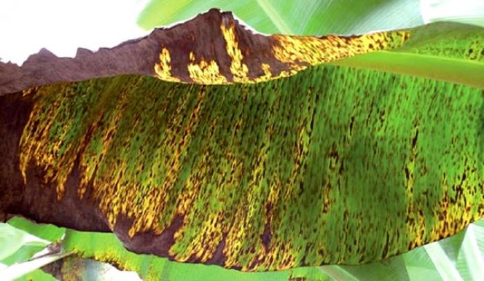La Caraïbe pour lutter contre les maladies du Bananier