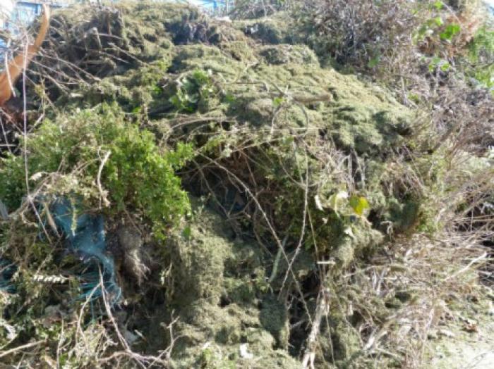La collecte de déchets verts stoppée à Saint-François et Sainte-Anne