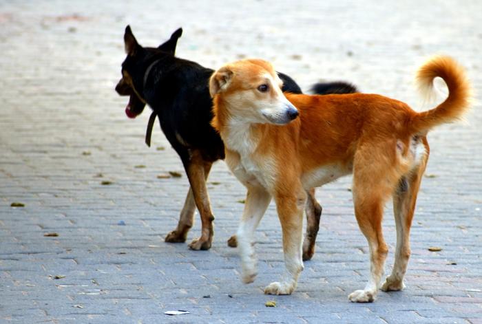 La DAAF lance une campagne pour lutter contre les chiens errants