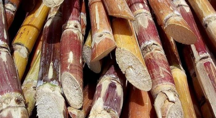 La filière canne sucre rhum dresse son bilan de l'année 2018