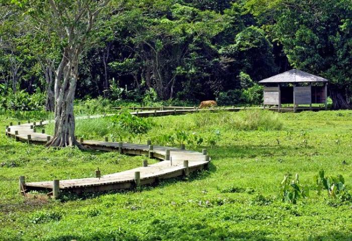 La "Fête de la Nature" aux Abymes