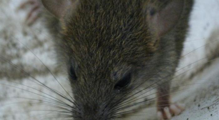La leptospirose, une maladie sous-estimée et parfois très grave