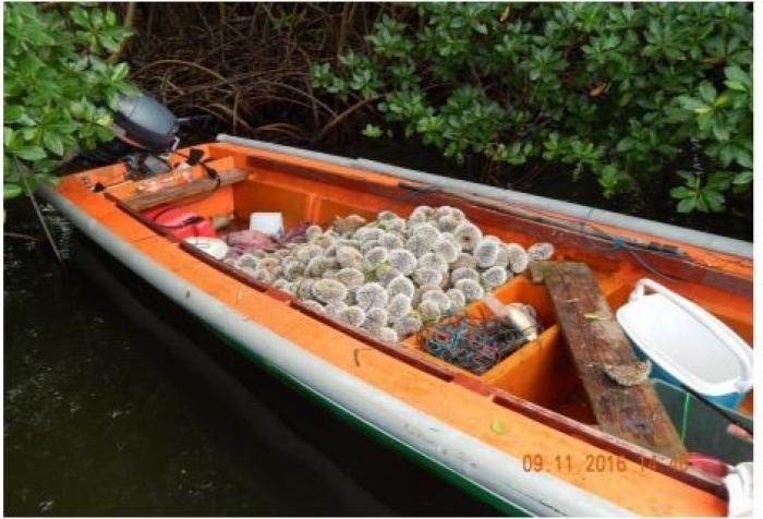 La lutte contre la pêche illicite d'oursins blancs : une yole saisie et le produit de la pêche remis à la mer