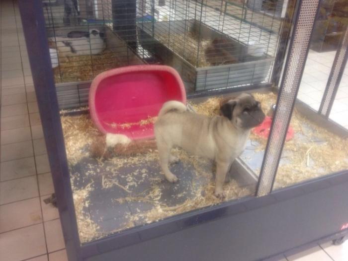 La lutte contre le trafic de chiens et de chats s'intensifie avec de nouvelles mesures