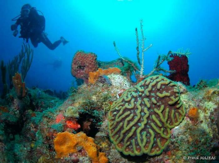 La Martinique peut-elle remporter la Palme de l'IFRECOR ?