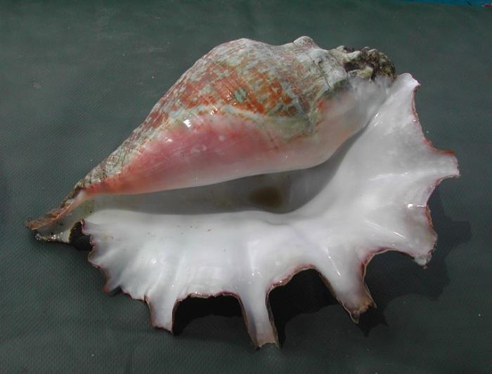La pêche au lambi est ouverte