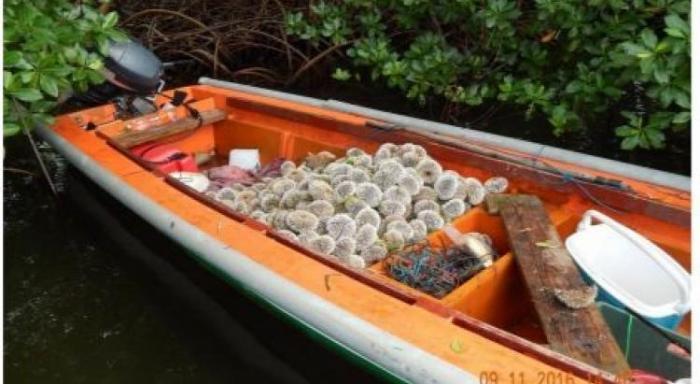 La pêche aux oursins blancs ouvre du 15 au 30 octobre.