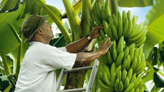 La Région au coude-à-coude avec les planteurs guadeloupéens