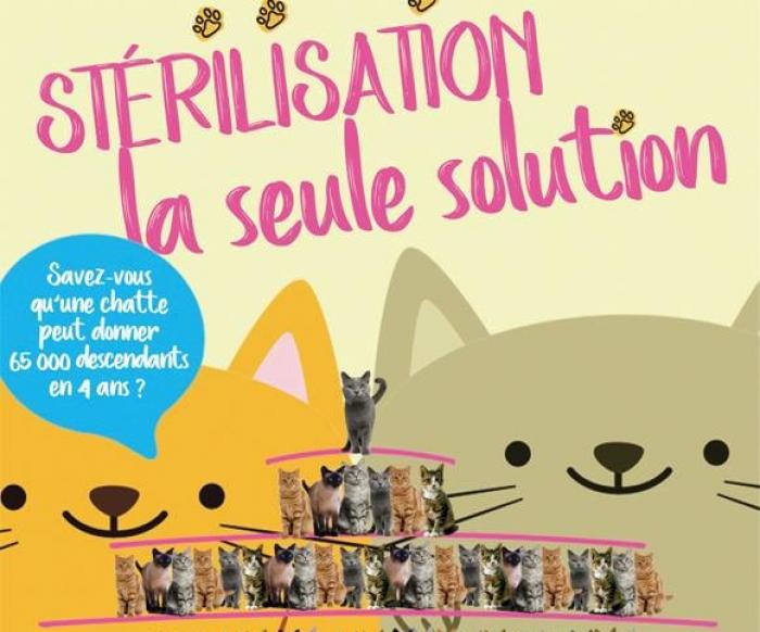 La SPA organise une grande campagne de stérilisation et d'identification de chattes