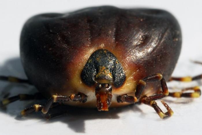 La tique Créole plus forte que les les éleveurs bovins ?