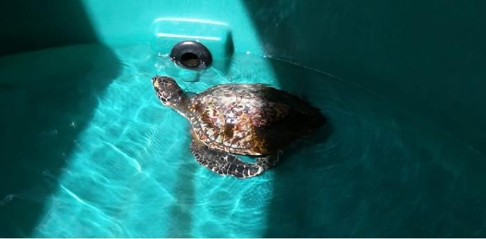 Le centre de soins des tortues réouvre à l'aquarium