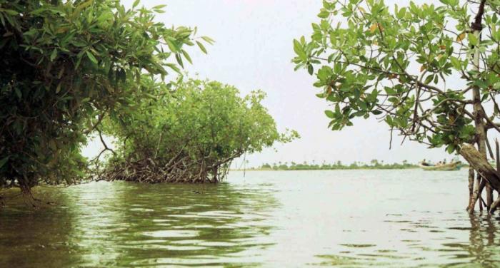 Le corps sans vie du jeune kayakiste retrouvé dans la mangrove à Goyave