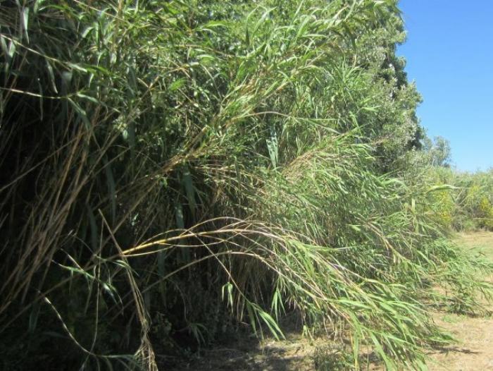 Le Groupement d’Intérêt Economique Canne-Guadeloupe a publié les chiffres de la campagne sucrière 2015