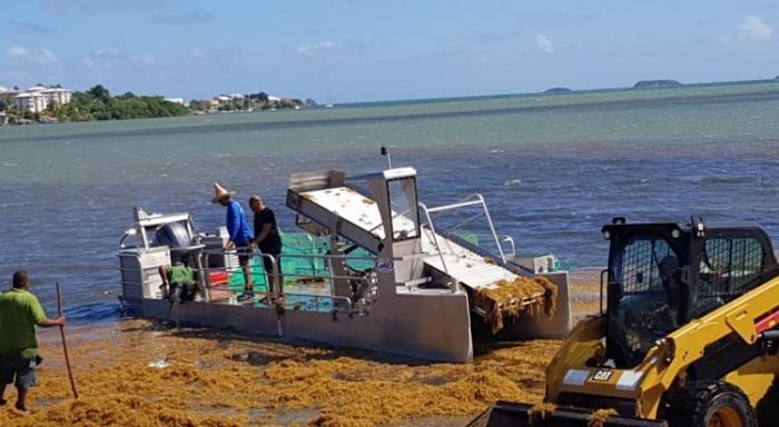 Le littoral Atlantique envahi par les sargasses