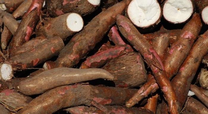 Le manioc à l'honneur à Saint-Louis