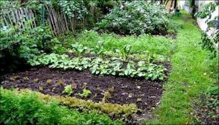 Le Moulin Rouge créé un jardin potager