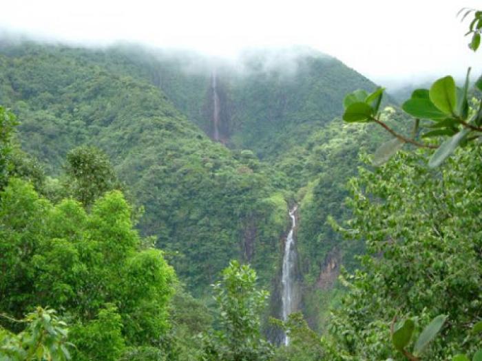 Le Parc national de la Guadeloupe : un abri pour la survie de la biodiversité